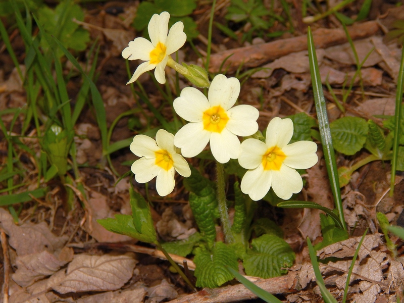 Primula elatior